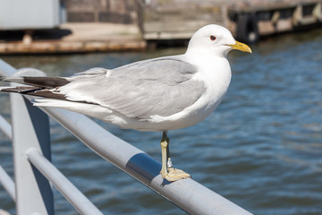 sea gull