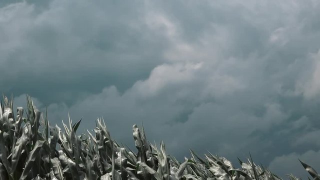 Windstorm in maize crop field with dramatic stormy clouds in background