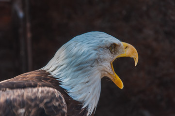 Portrait d'un pygargue à tête blanche emblème des états-unis d'amérique