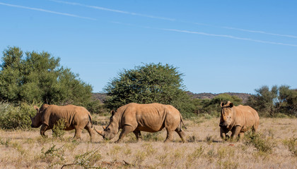 Obraz premium Three White Rhinos