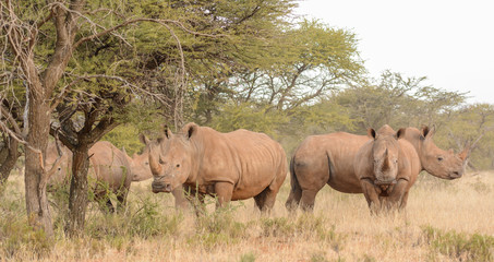 Obraz premium White Rhino Group