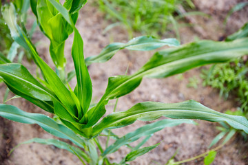 New Corn Plant - Horizontal Detail