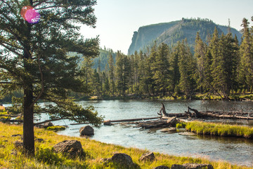 Pine Trees on the River with Elk