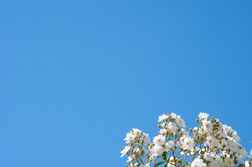 White rose background