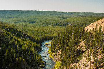 River through a pine forest