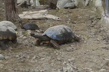 Obraz premium TURTLE WALKING