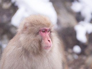 Naklejka premium Japanese Snow monkey Macaque in hot spring Onsen Jigokudan Park, Nakano,now Monkey Japanese Macaques bathe in onsen hot springs at Nagano, Japan.