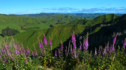 Landscape of treeless hills, New Zealand