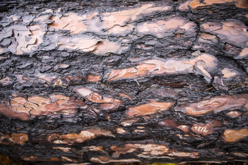 background structure bark coniferous pine closeup
