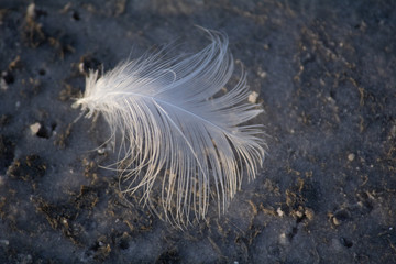 Beach feather