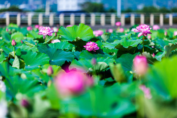 Beautiful peony lotus in Jinshan taipei taiwan