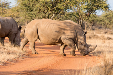 Obraz premium White Rhinoceros