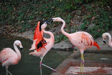 Pink Flamingos Portrait