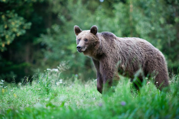 Naklejka premium brown bear in its natural habitat