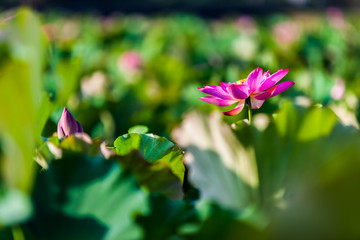Beautiful peony lotus in Jinshan taipei taiwan