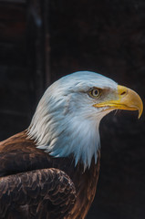 Obraz premium Portrait d'un pygargue à tête blanche emblème des états-unis d'amérique