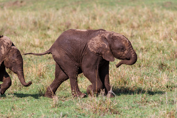 Fototapeta premium Elephant calf walking in the family herd in Masai Mara National Park in Kenya