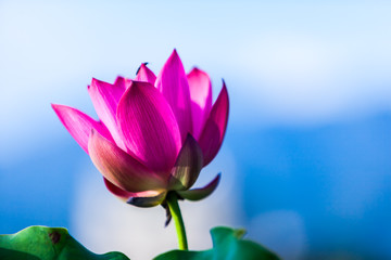 Beautiful peony lotus in Jinshan taipei taiwan