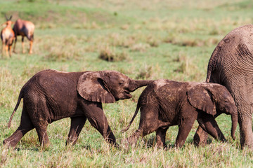 Fototapeta na wymiar Elephant calf walking in the family herd in Masai Mara National Park in Kenya