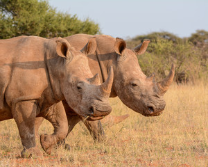 Fototapeta premium Two White Rhinos walking