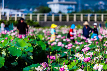 Beautiful peony lotus in Jinshan taipei taiwan