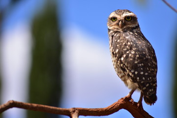 Owl Close