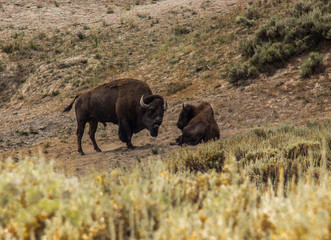 Bison in the Field