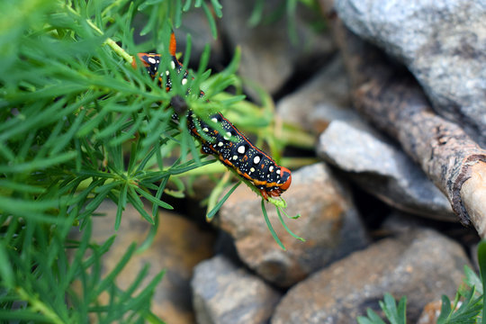 Chenille