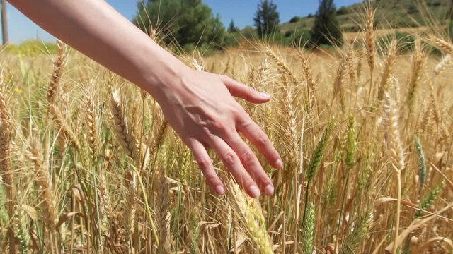 Spikelets of yellow ripe wheat on golden field during sunny autumn day. Spikes of organic rye swaying in wind in slow motion. Harvest season in Larnaca, Cyprus