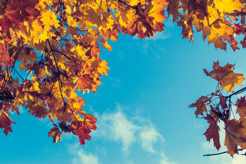 Colorful autumn leaves on a blue sky