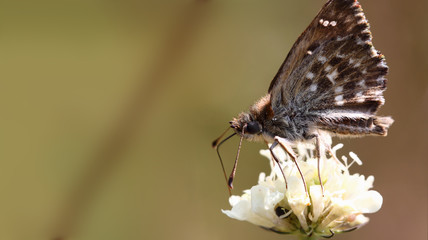 A small shaggy brown moth sits on a white flower ...
