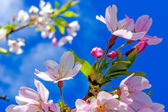 Cherry Blossoms