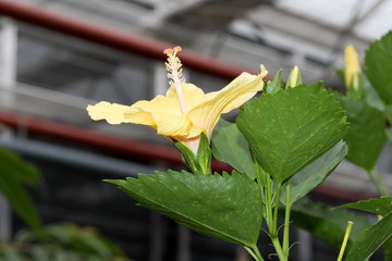 eine gelbe hisbiskus blüte in seitenansicht fotografiert in einem tropenhaus in niedersachsen deutschland mit makroobjektiv © BMFotos