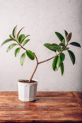 Ficus plant in white pot