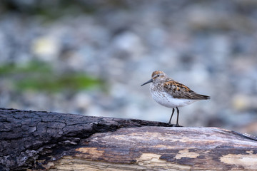 Juvenile Stint at Ben Ure Spit near Deception Pass on Whidbey Isalnd, Washington State