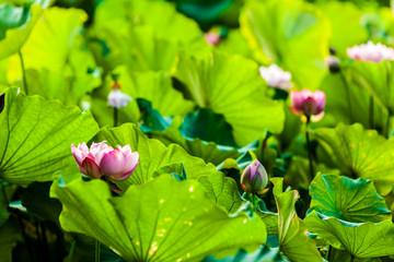 Obraz na płótnie Canvas Beautiful Da Helian lotus in Taipei Botanical Gardentaipei taiwan