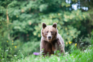 Obraz premium brown bear in its natural habitat
