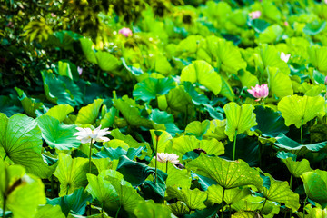 Beautiful  Da Helian lotus in Taipei Botanical Gardentaipei taiwan