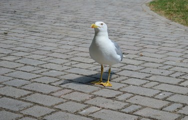 Obraz premium seagull in the park 