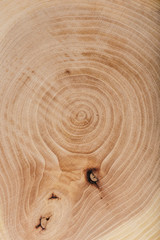 Ash wood slab texture with annual rings.