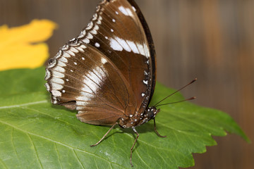 seiten ansicht eines braun weißen falters auf einem blatt sitzend fotografiert in einem tropenhaus in niedersachsen deutschland mit makro objektiv