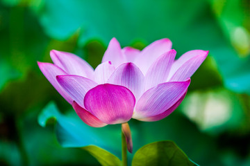 Beautiful  Da Helian lotus in Taipei Botanical Gardentaipei taiwan
