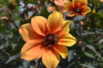 Closeup photograph of a bee on an orange dahlia flower.