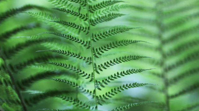Beautiful forest green fern plants in morning sunlight. Selective focus used.