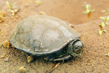 Marsh turtle (Еmys оrbiсulаris) on the sand