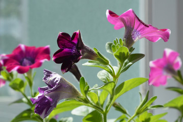 Bright petunia flowers in balcony greening. Small garden in home.