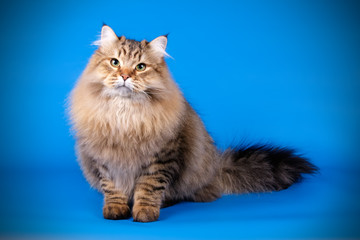 Obraz premium Studio photography of a siberian cat on colored backgrounds