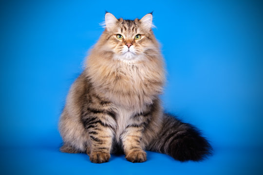 Studio photography of a siberian cat on colored backgrounds