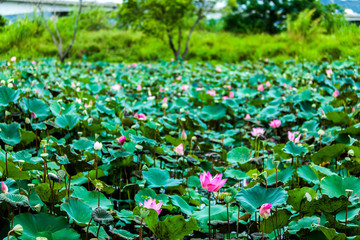 Beautiful  Da Helian lotus in new taipei  taiwan