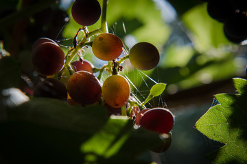 виноград зреет